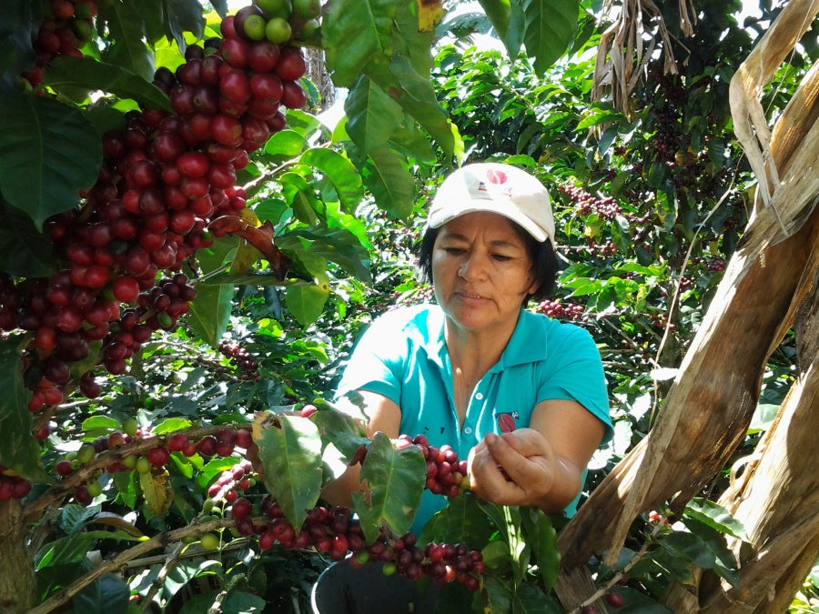 SUPRACAFÉ RECONOCE LA LABOR DE LAS MUJERES CAFICULTORAS DEL CAUCA, COLOMBIA - Supracafe
