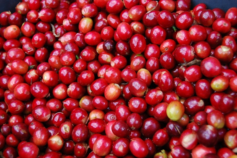 GUÍA PARA COMPRAR EL MEJOR CAFÉ EN LA IX EDICIÓN DEL MERCADO DE PRODUCTORES - Supracafe