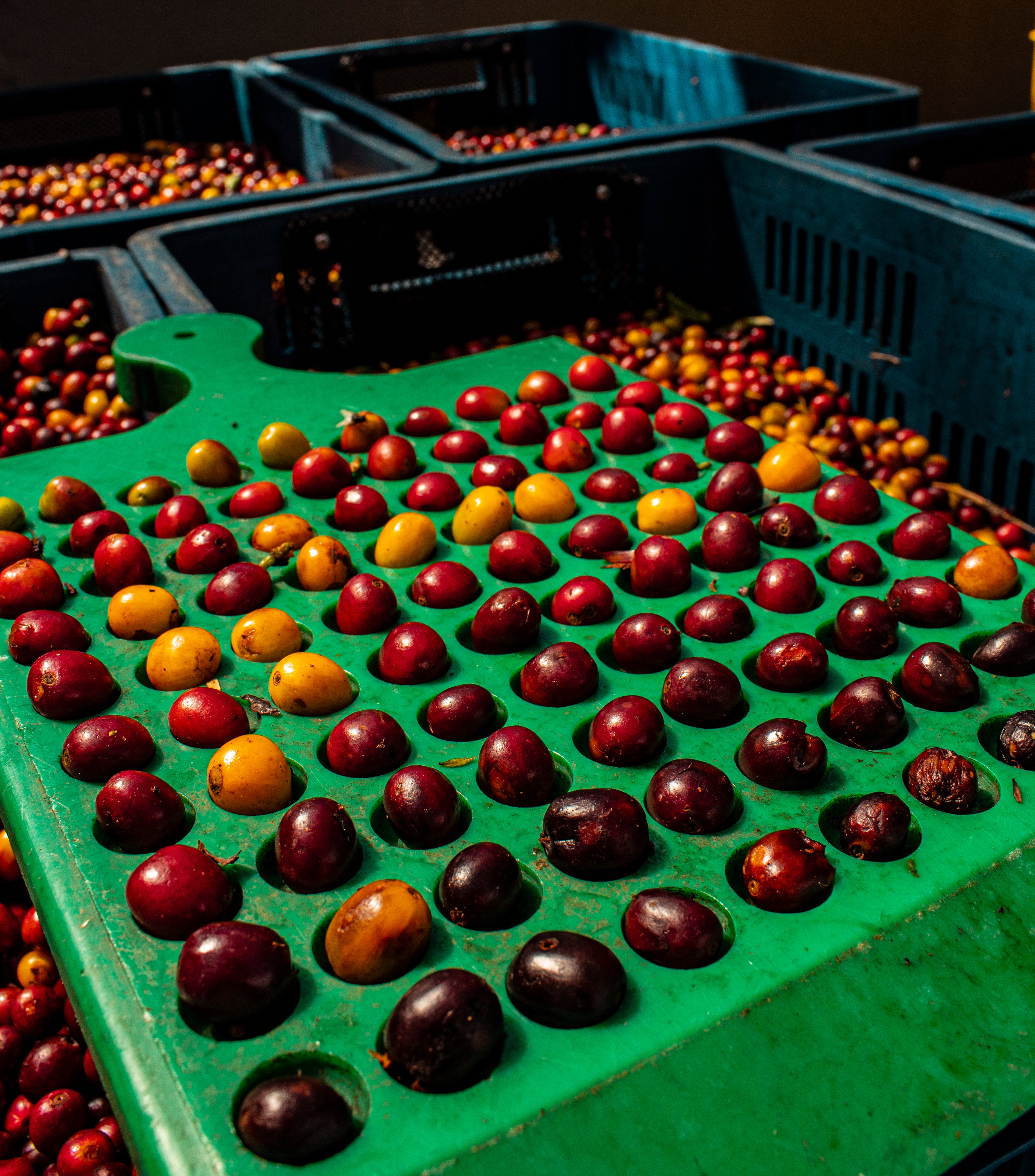 Café de Colombia de cosecha propia Hacienda Supracafé