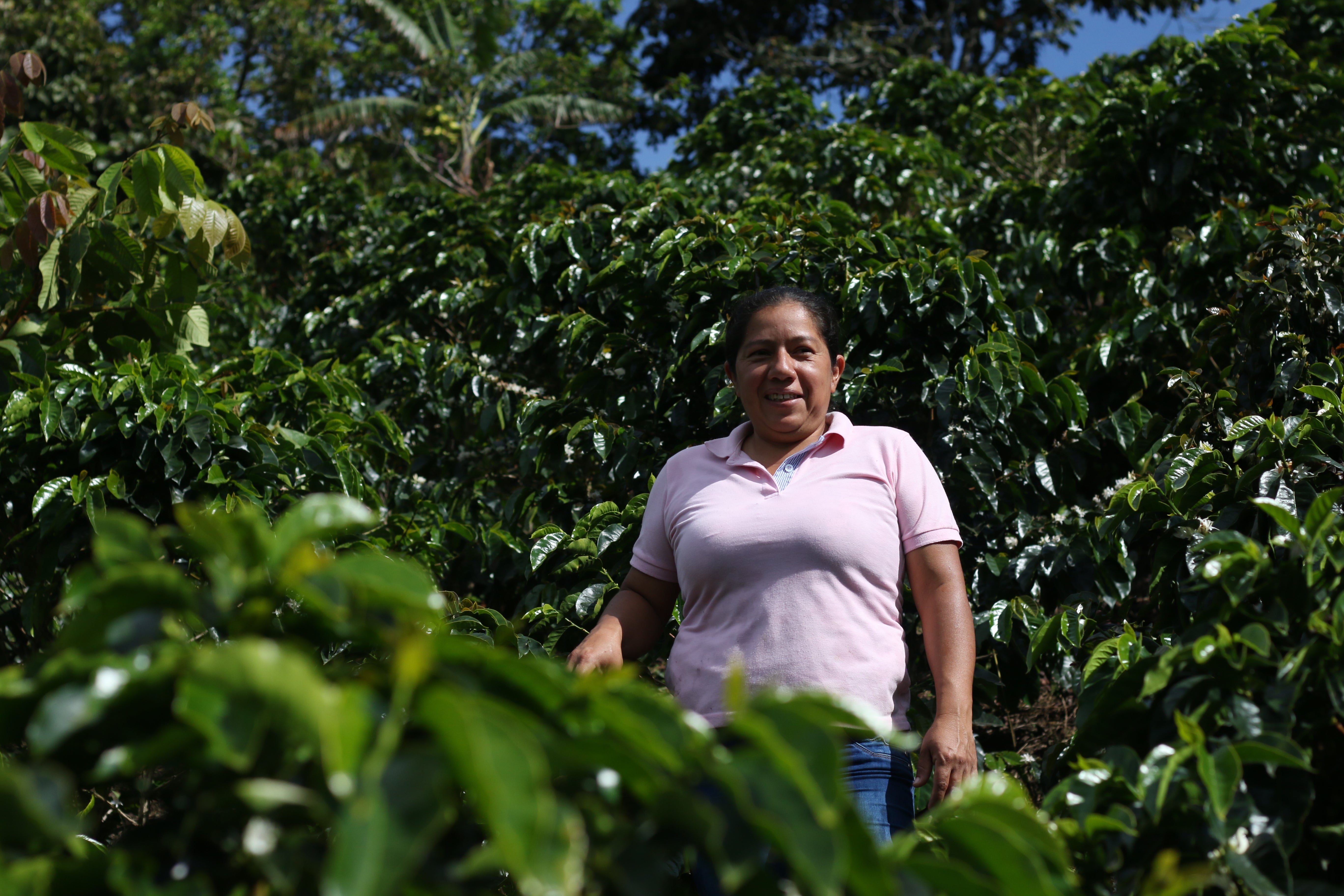 Café de Colombia AMUCC Ecológico y Fairtrade
