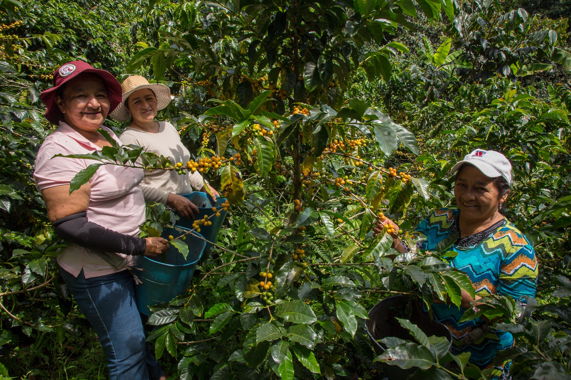 Café de Colombia AMUCC Ecológico y Fairtrade