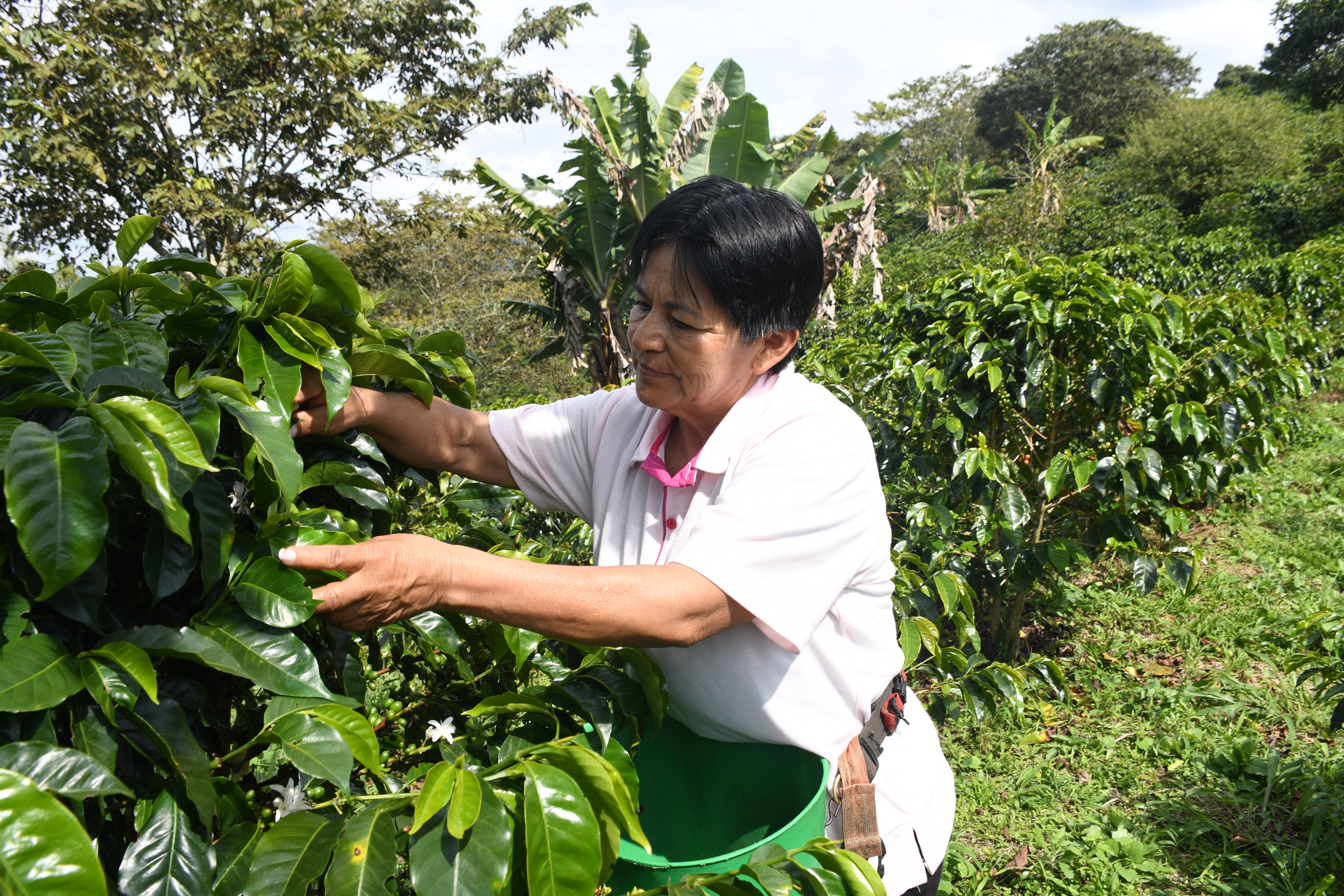 Café de Colombia AMUCC Fairtrade