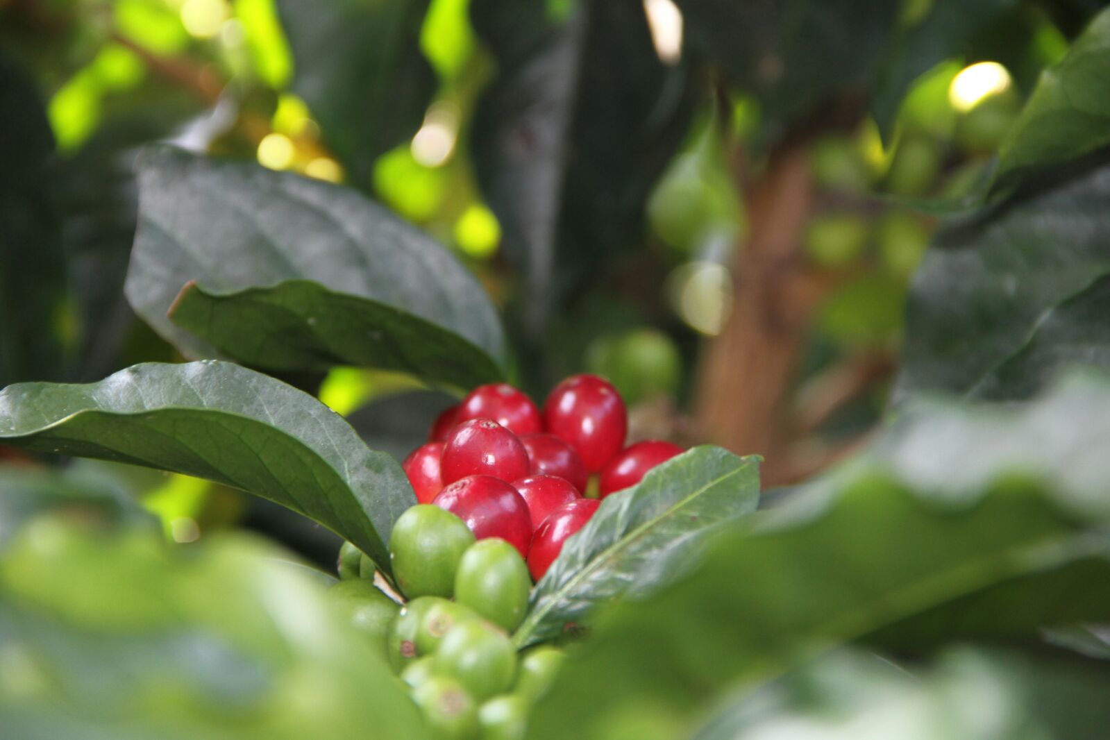 Café de calidad: 5 retos y 5 apuestas de SUPRACAFÉ en su producción - Supracafe