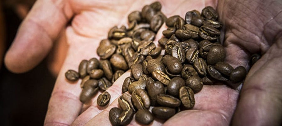 LA AGRICULTURA SOSTENIBLE DE SUPRACAFÉ CERTIFICADA POR EL SELLO UTZ EN COLOMBIA - Supracafe