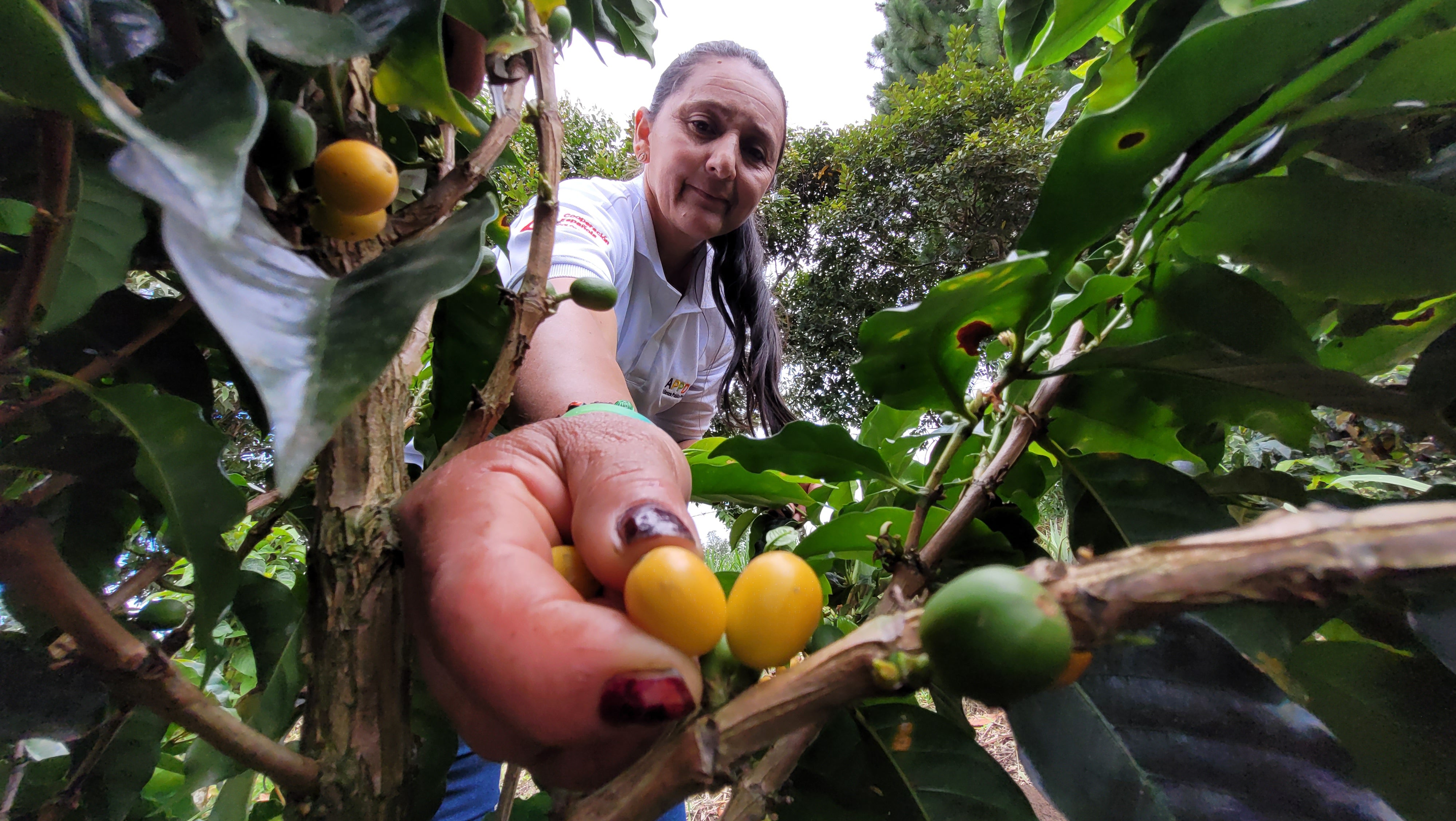 Café de Colombia AMUCC Ecológico y Fairtrade
