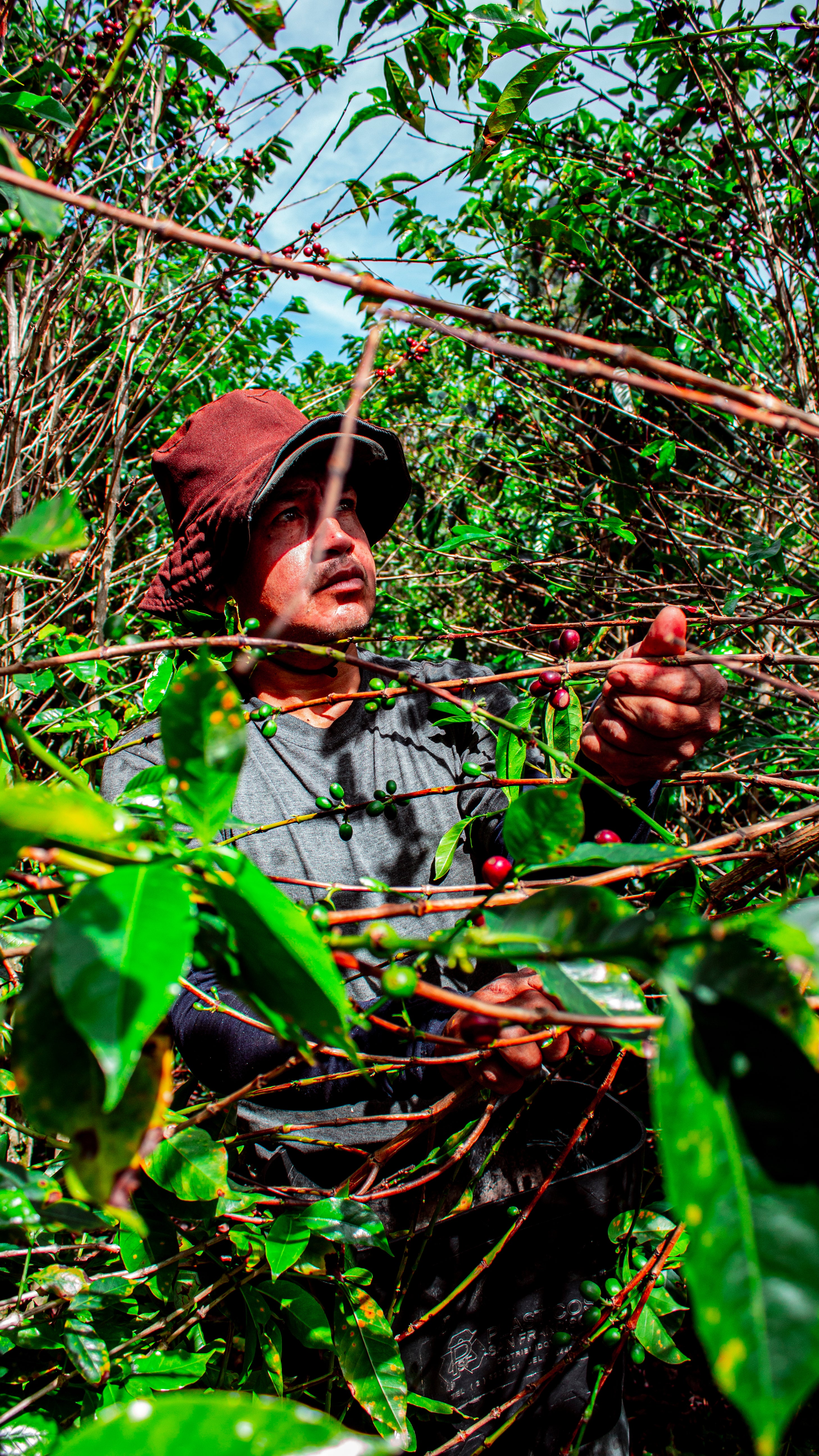 Café de Colombia AMUCC Ecológico y Fairtrade