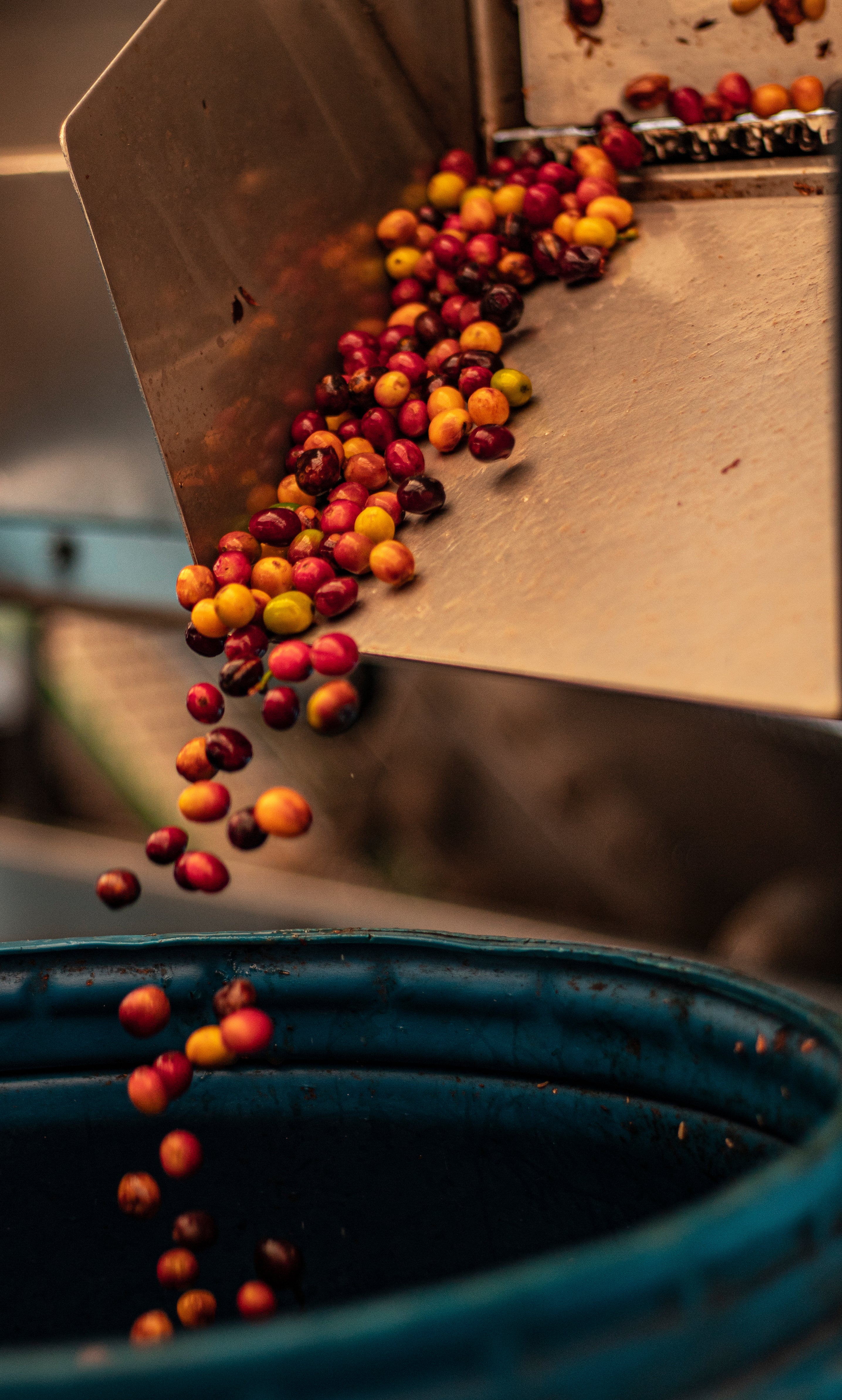 Café de Colombia de cosecha propia Hacienda Supracafé