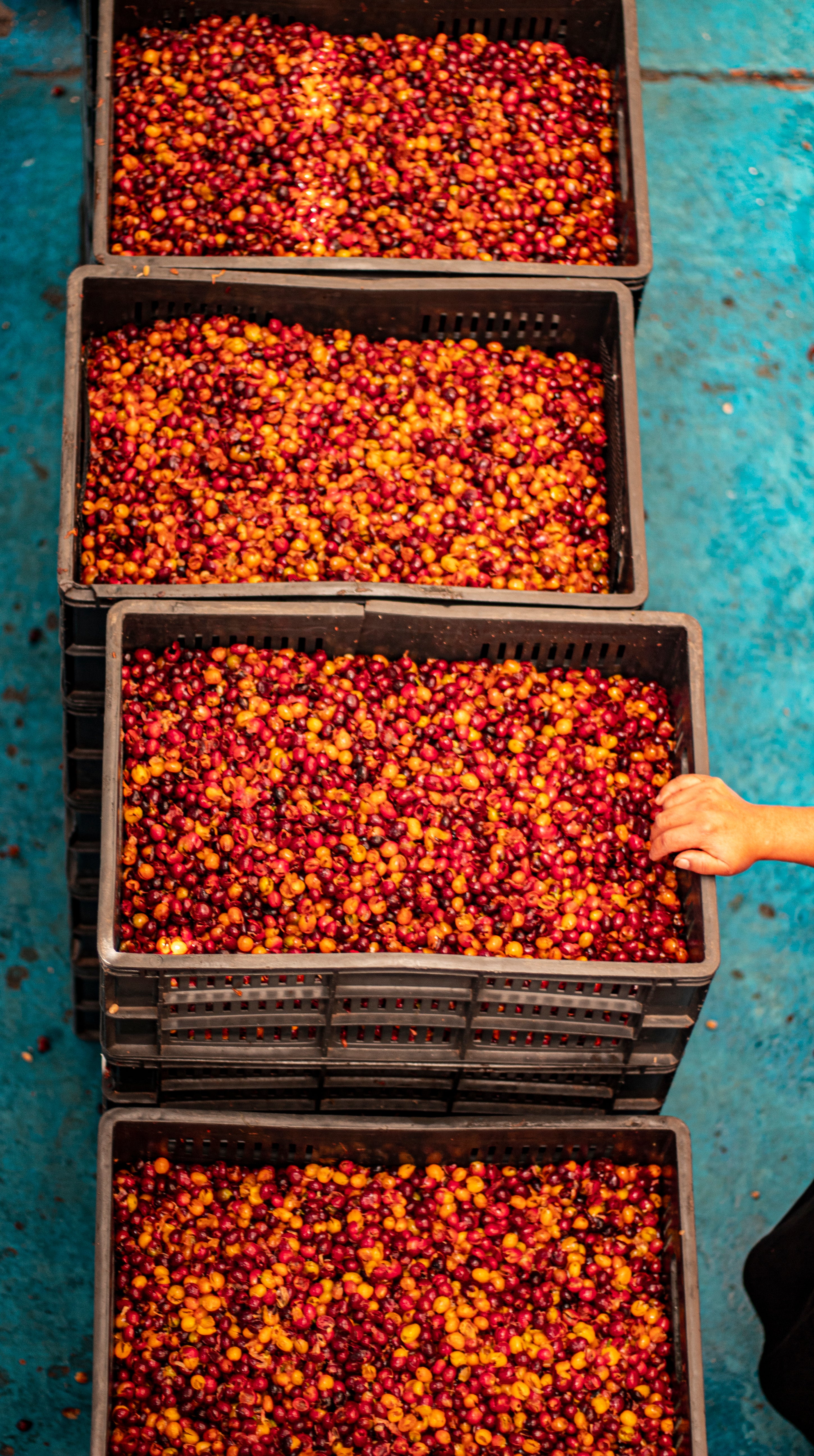 Café de Colombia de cosecha propia Hacienda Supracafé