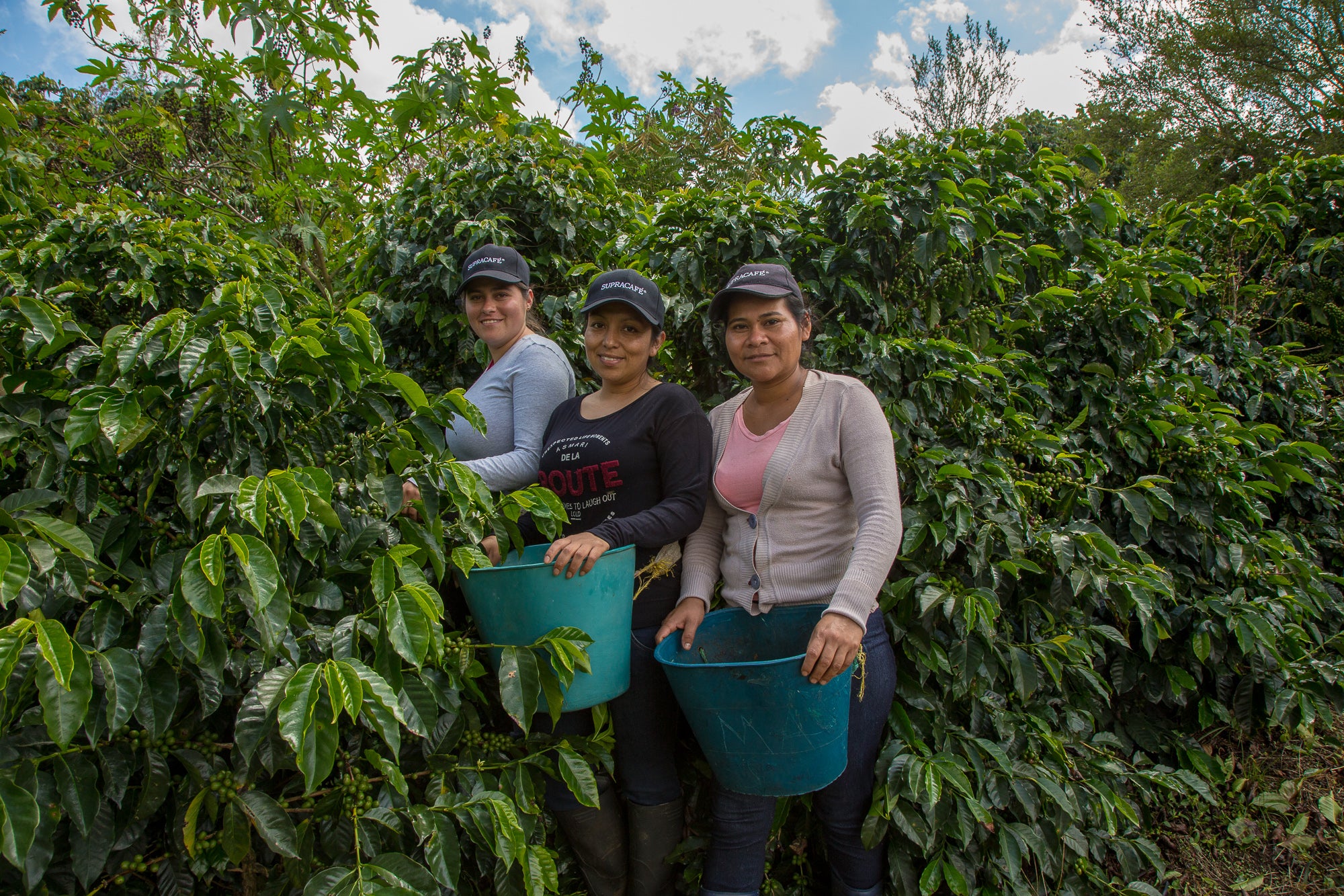 Café de Colombia AMUCC Ecológico y Fairtrade