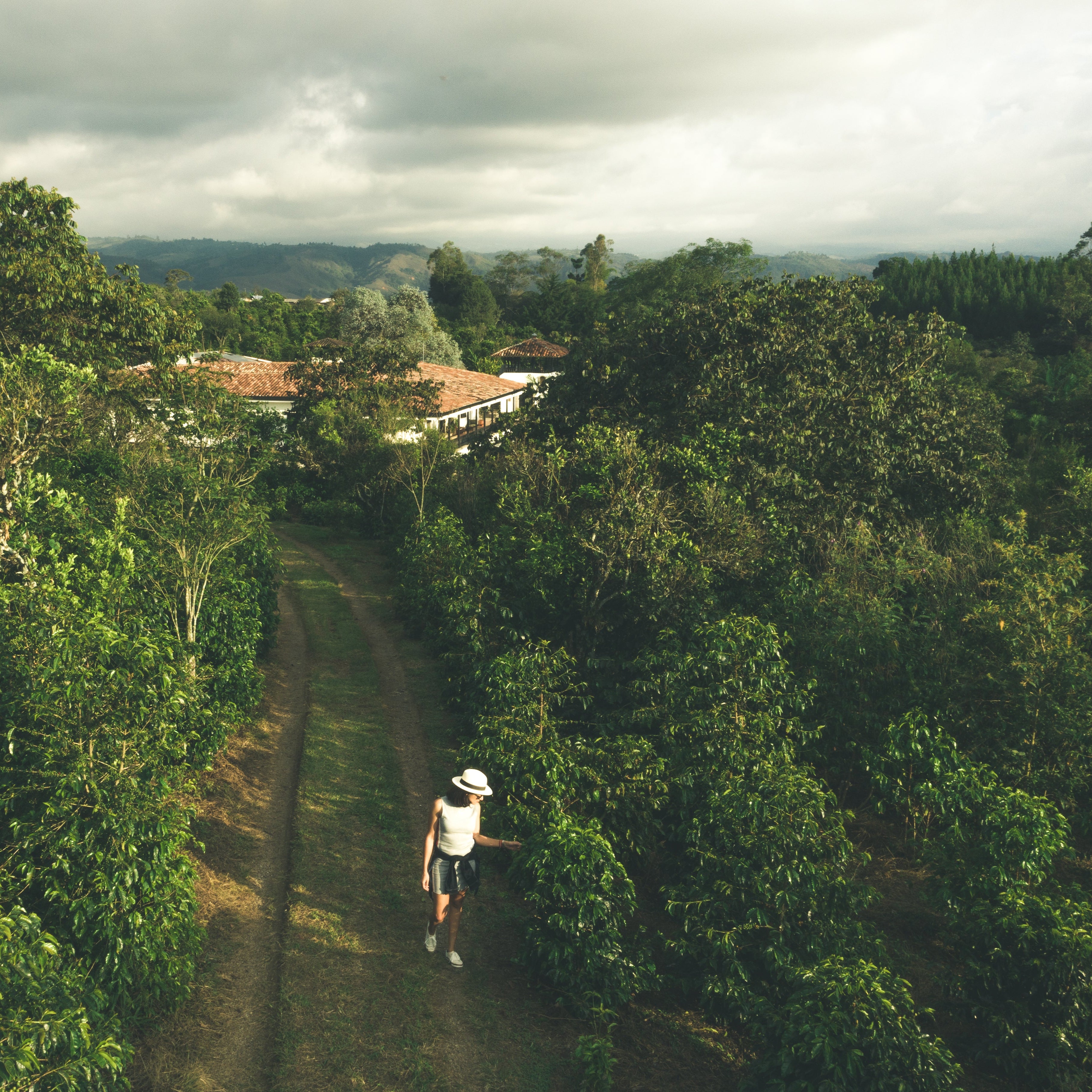 Café de Colombia de cosecha propia Hacienda Supracafé