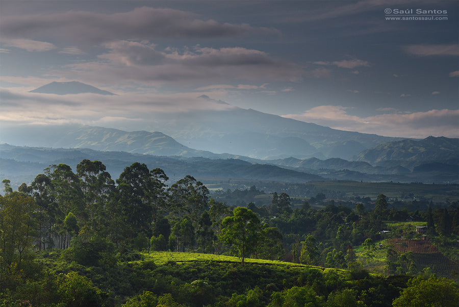 Café de Colombia de cosecha propia Hacienda Supracafé