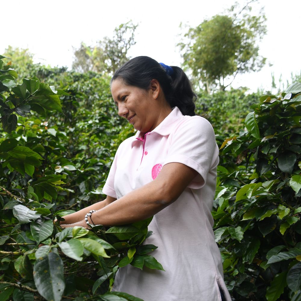 Café de Colombia AMUCC Ecológico y Fairtrade
