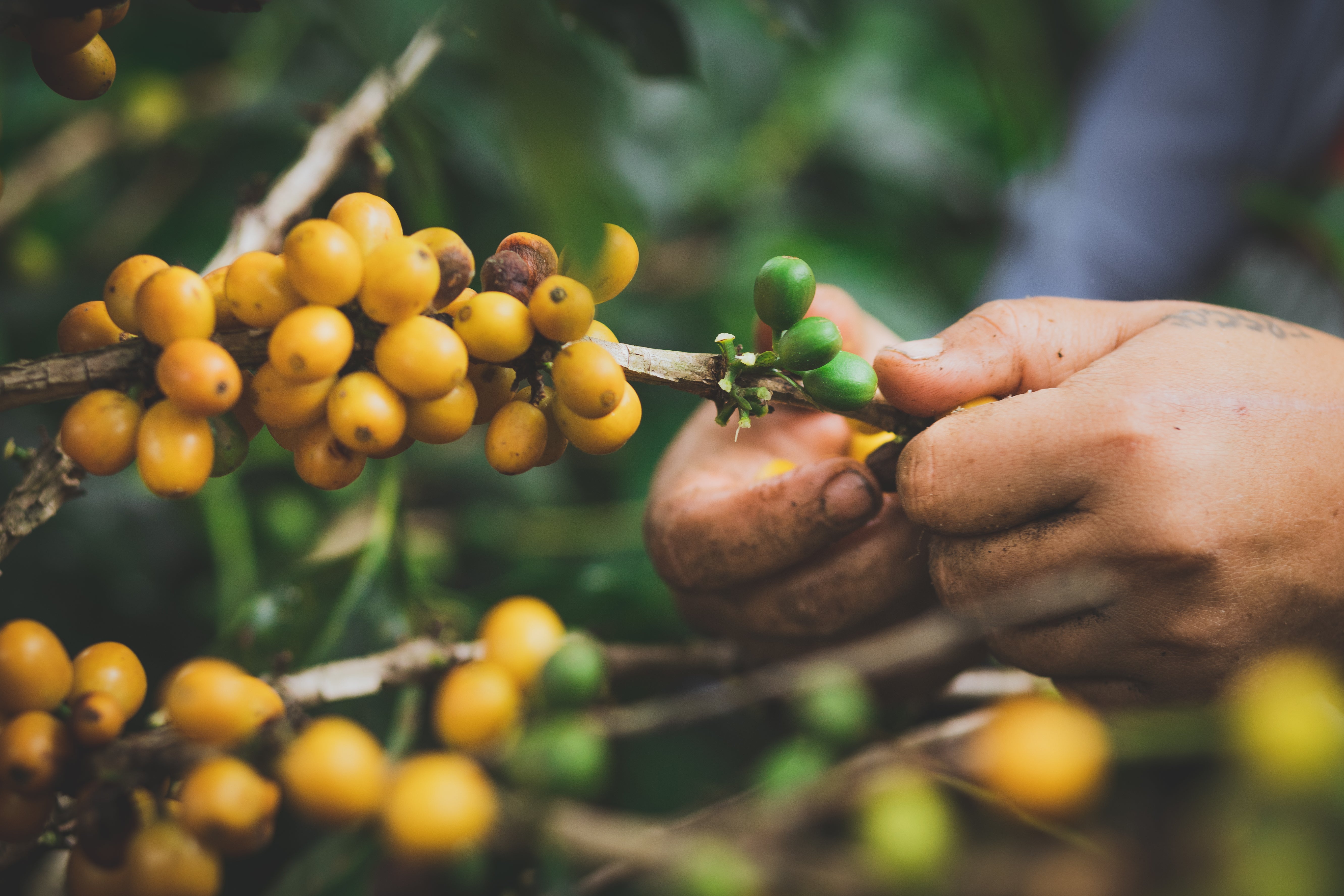 Café de Colombia de cosecha propia Hacienda Supracafé