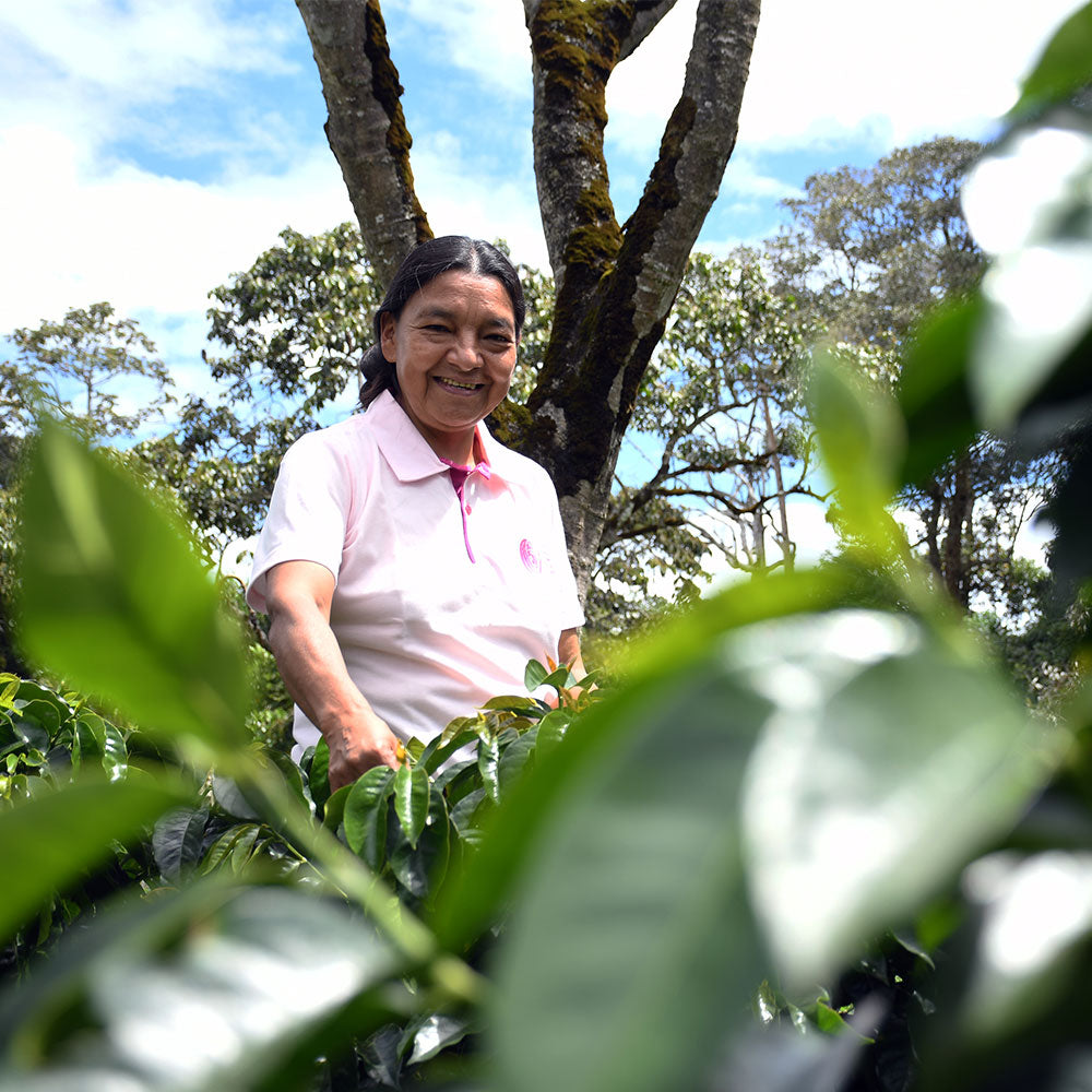 Café de Colombia AMUCC Ecológico y Fairtrade