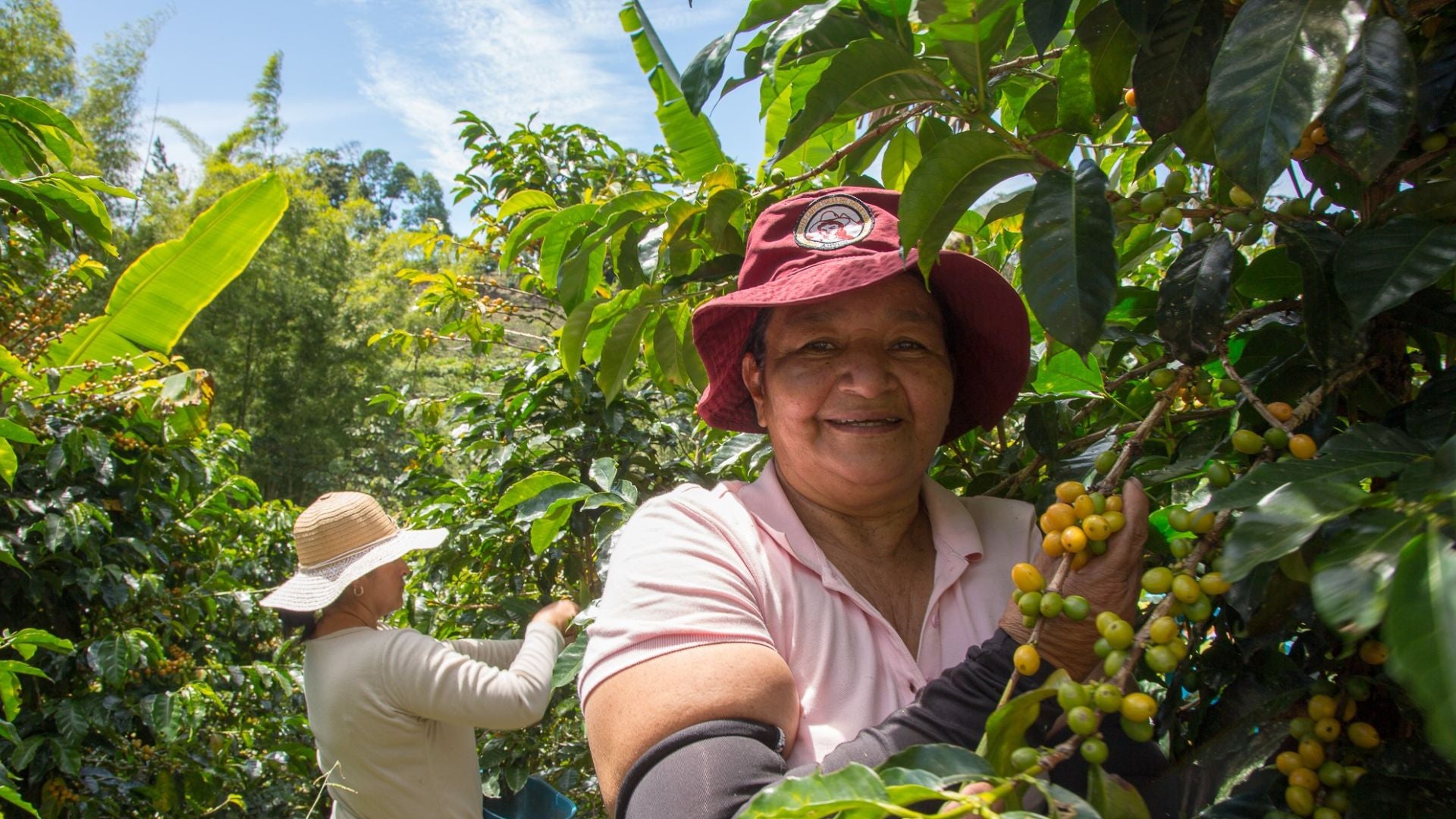 Café de Colombia AMUCC Ecológico y Fairtrade